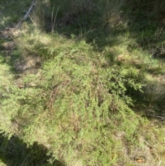 Pimelea pauciflora at Lower Cotter Catchment - 29 Oct 2023 09:08 AM