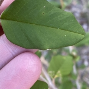 Pomaderris andromedifolia subsp. confusa at Lower Cotter Catchment - 29 Oct 2023 09:03 AM