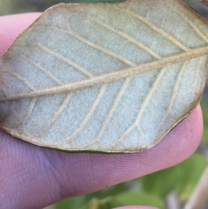 Pomaderris andromedifolia subsp. confusa at Lower Cotter Catchment - 29 Oct 2023 09:03 AM