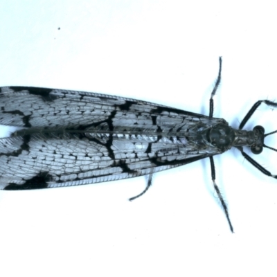 Dendroleon amabilis (An Antlion Lacewing) at Ainslie, ACT - 25 Nov 2023 by jb2602