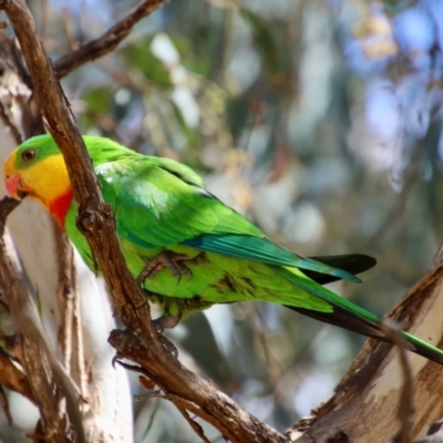 Polytelis swainsonii (Superb Parrot) at Hughes, ACT - 25 Nov 2023 by LisaH