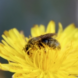 Lasioglossum (Chilalictus) sp. (genus & subgenus) at Hughes Grassy Woodland - 26 Nov 2023 09:50 AM