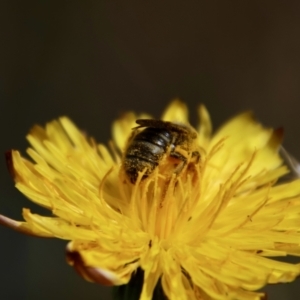 Lasioglossum (Chilalictus) sp. (genus & subgenus) at Hughes Grassy Woodland - 26 Nov 2023 09:50 AM