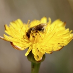 Lasioglossum (Chilalictus) sp. (genus & subgenus) at Hughes Grassy Woodland - 26 Nov 2023 09:50 AM