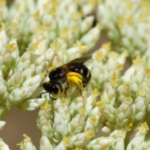 Lasioglossum (Chilalictus) sp. (genus & subgenus) at Hughes Grassy Woodland - 26 Nov 2023