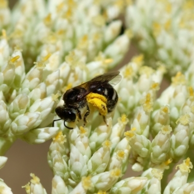 Lasioglossum (Chilalictus) sp. (genus & subgenus) (Halictid bee) at Hughes, ACT - 25 Nov 2023 by LisaH