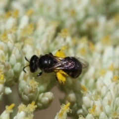 Lasioglossum (Chilalictus) sp. (genus & subgenus) at Hughes Grassy Woodland - 26 Nov 2023