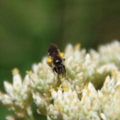 Lasioglossum (Chilalictus) sp. (genus & subgenus) at Hughes Grassy Woodland - 26 Nov 2023