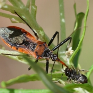 Gminatus australis at Hughes Grassy Woodland - 26 Nov 2023