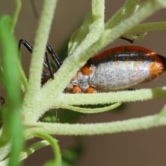 Gminatus australis at Hughes Grassy Woodland - 26 Nov 2023 10:07 AM