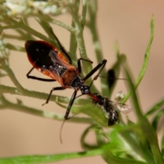 Lasioglossum sp. (genus) at Red Hill to Yarralumla Creek - 26 Nov 2023 09:58 AM