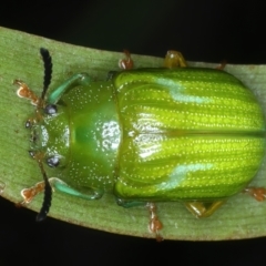 Calomela pallida (Leaf beetle) at Bywong, NSW - 28 Nov 2023 by jb2602