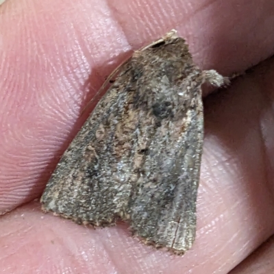 Noctuidae (family) (A cutworm or owlet moth) at Kambah, ACT - 28 Nov 2023 by HelenCross