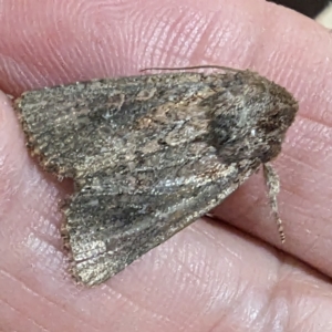 Noctuidae (family) at Lions Youth Haven - Westwood Farm A.C.T. - 28 Nov 2023