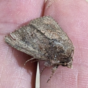 Noctuidae (family) at Lions Youth Haven - Westwood Farm A.C.T. - 28 Nov 2023