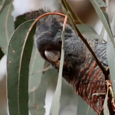 Callocephalon fimbriatum (Gang-gang Cockatoo) at Deakin, ACT - 25 Nov 2023 by LisaH