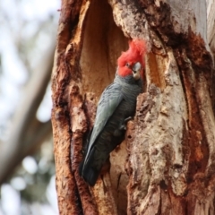 Callocephalon fimbriatum at Deakin, ACT - 25 Nov 2023