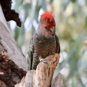 Callocephalon fimbriatum at Hughes, ACT - 25 Nov 2023