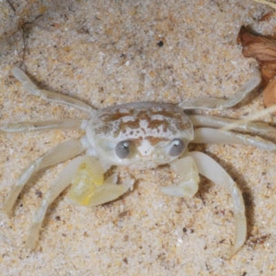 Unidentified Crab at Warana, QLD - 19 Nov 2023 by Harrisi