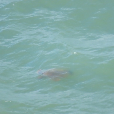 Chelonioidea (superfamily) (Sea Turtles) at Port Douglas, QLD - 26 Jun 2023 by BenW