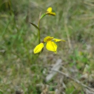 Diuris monticola at Mt Holland - 27 Nov 2023