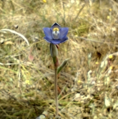 Thelymitra sp. (pauciflora complex) (Sun Orchid) at Goorooyarroo NR (ACT) - 30 Oct 2023 by MilesKeighley2