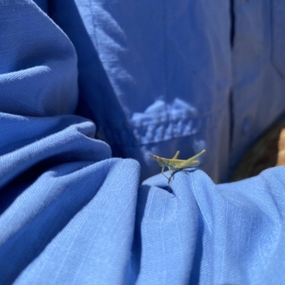 Keyacris scurra (Key's Matchstick Grasshopper) at Bevendale, NSW - 16 Nov 2023 by JT1997