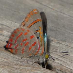 Hypochrysops delicia at Boro - suppressed