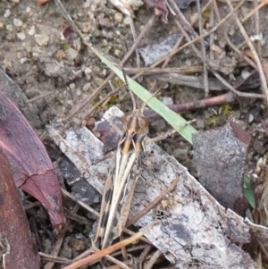 Austroicetes sp. (genus) at QPRC LGA - 28 Nov 2023