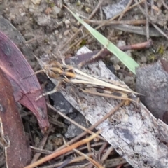 Austroicetes sp. (genus) at QPRC LGA - suppressed