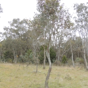 Eucalyptus blakelyi at Mulligans Flat - 4 Nov 2023