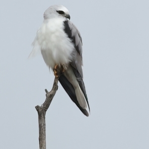 Elanus axillaris at QPRC LGA - 28 Nov 2023