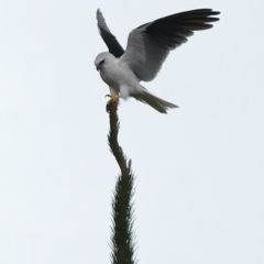 Elanus axillaris at QPRC LGA - 28 Nov 2023