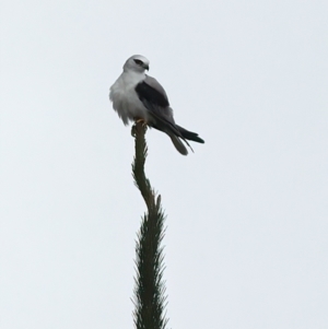 Elanus axillaris at QPRC LGA - 28 Nov 2023