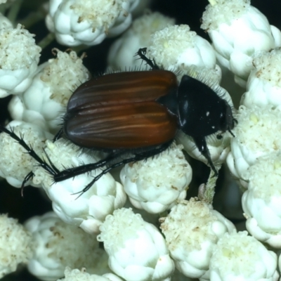 Phyllotocus rufipennis (Nectar scarab) at QPRC LGA - 28 Nov 2023 by jb2602