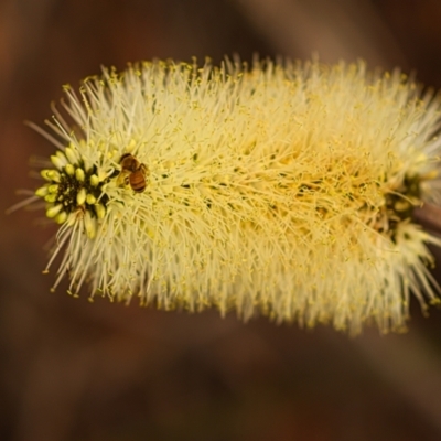 Xanthorrhoea macronema (Bottle Brush Grasstree, Forest Grasstree) at Koonyum Range, NSW - 27 Nov 2023 by WildCommunity