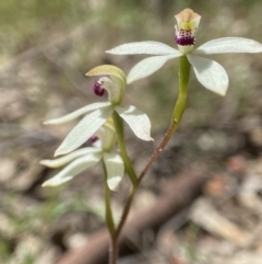 Caladenia cucullata (Lemon Caps) at Broadway TSR - 20 Oct 2023 by AJB