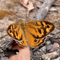 Heteronympha merope (Common Brown Butterfly) at Bywong, NSW - 27 Nov 2023 by jb2602