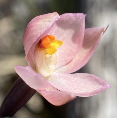 Thelymitra rubra (Salmon Sun Orchid) at Broadway, NSW - 20 Oct 2023 by AJB