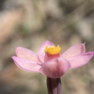 Thelymitra rubra at Broadway, NSW - suppressed