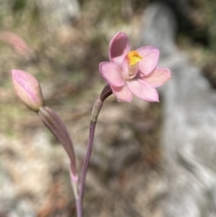 Thelymitra rubra at Broadway, NSW - suppressed