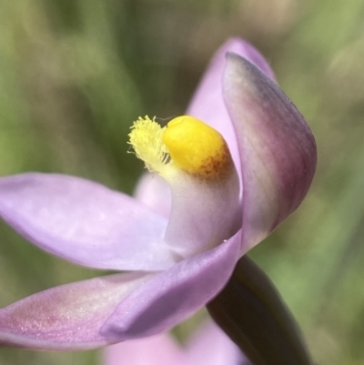 Thelymitra sp. (pauciflora complex) (Sun Orchid) at Broadway, NSW - 20 Oct 2023 by AJB