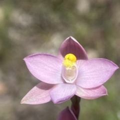 Thelymitra sp. (pauciflora complex) at Broadway, NSW - 20 Oct 2023