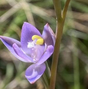 Thelymitra peniculata at Broadway, NSW - suppressed