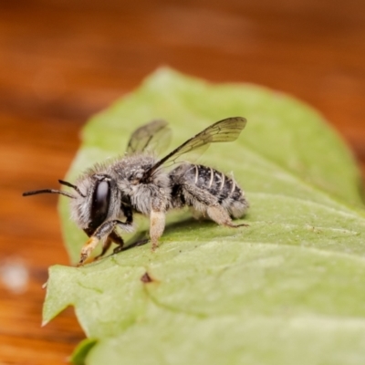 Pseudoanthidium (Immanthidium) repetitum (African carder bee, Megachild bee) at Macgregor, ACT - 28 Nov 2023 by Roger