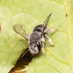 Pseudoanthidium (Immanthidium) repetitum at Macgregor, ACT - 29 Nov 2023 09:56 AM