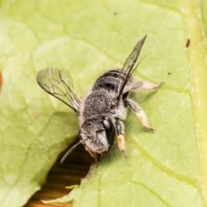 Pseudoanthidium (Immanthidium) repetitum at Macgregor, ACT - 29 Nov 2023 09:56 AM