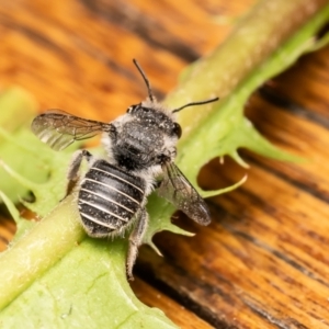 Pseudoanthidium (Immanthidium) repetitum at Macgregor, ACT - 29 Nov 2023 09:56 AM