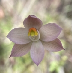 Thelymitra rubra (Salmon Sun Orchid) at Broadway, NSW - 20 Oct 2023 by AJB