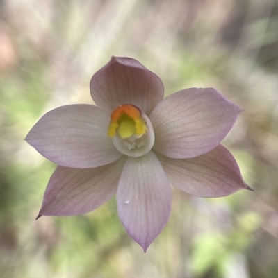 Thelymitra rubra (Salmon Sun Orchid) at Broadway TSR - 20 Oct 2023 by AJB